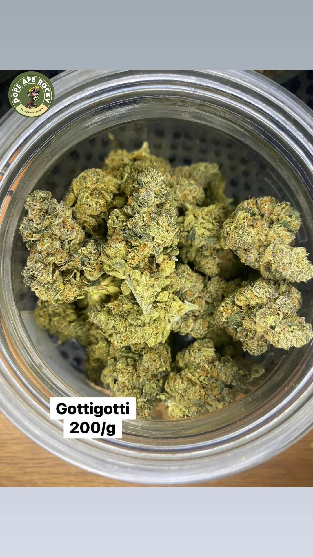 Product Image for GottiGotti