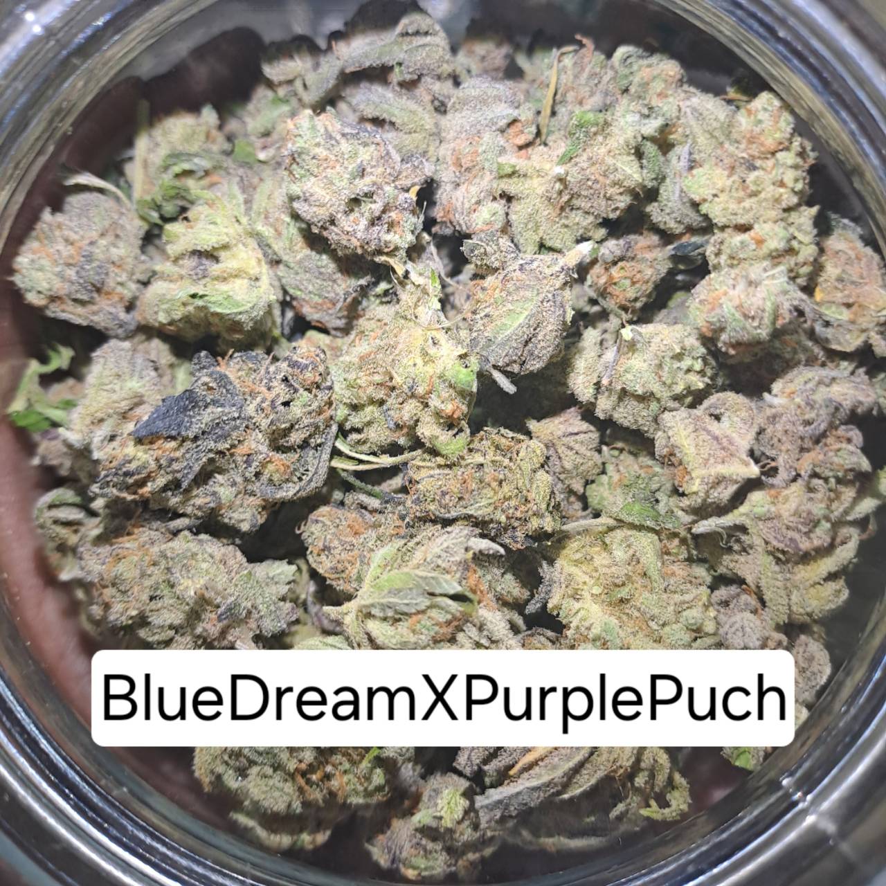 Product Image for Bluedream × PurplePunch