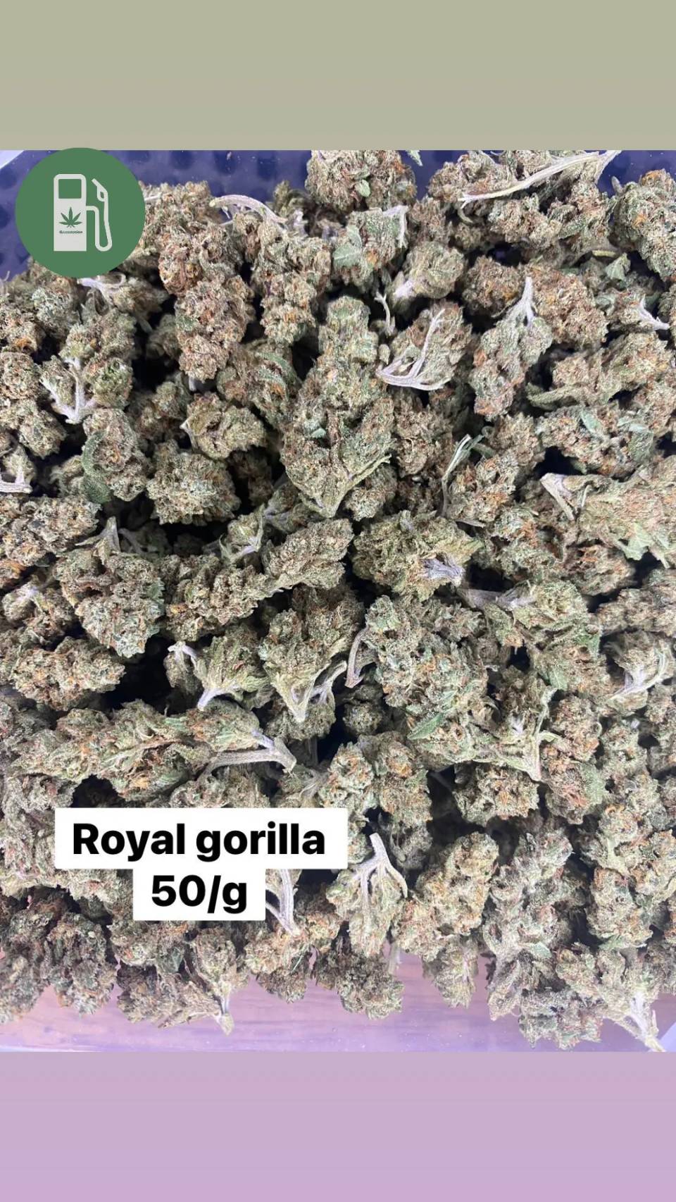 Product Image for Royal Gorilla